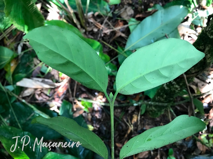 Posoqueria latifolia