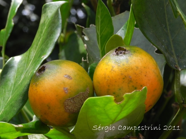 Posoqueria latifolia