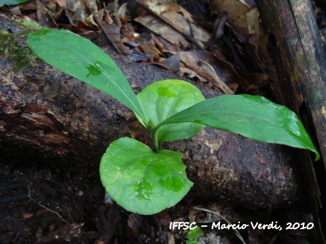 Posoqueria latifolia