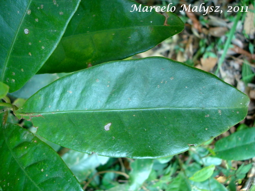 Posoqueria latifolia