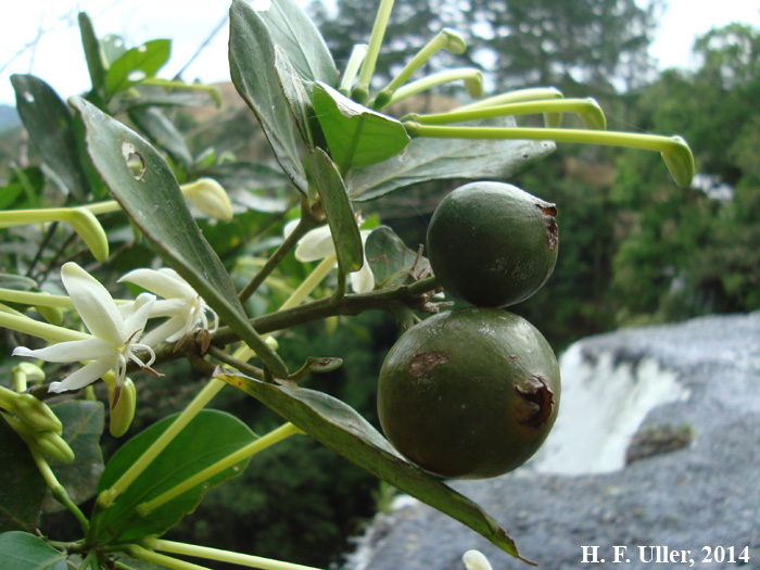 Posoqueria latifolia