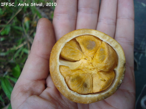 Posoqueria latifolia