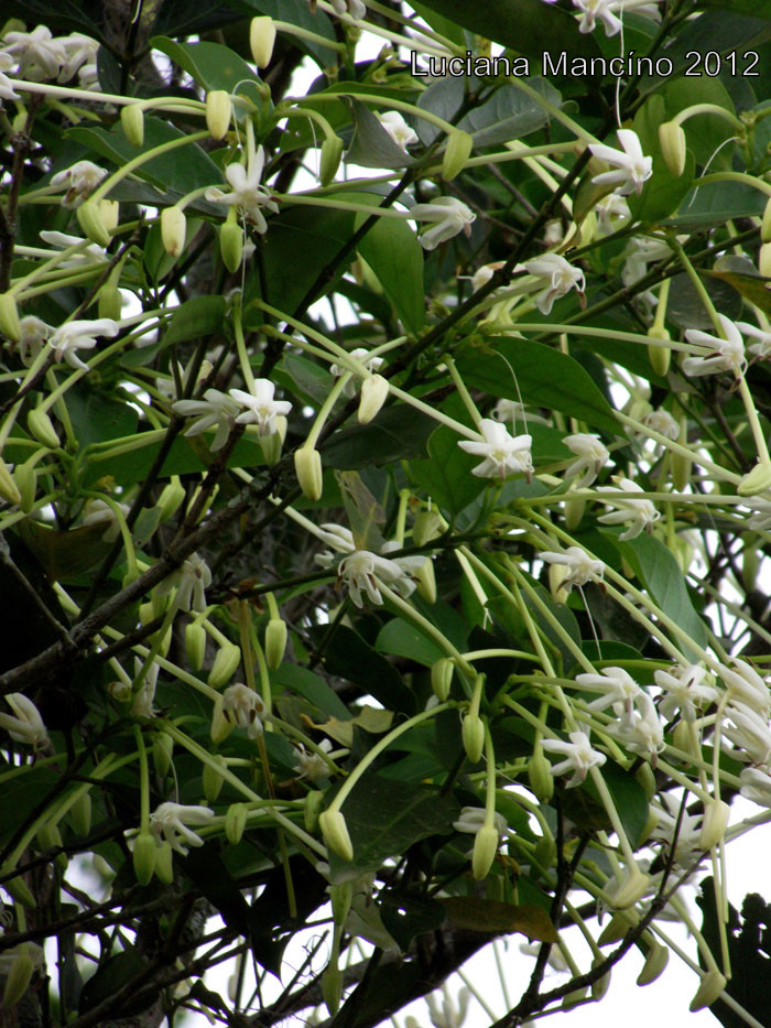 Posoqueria latifolia