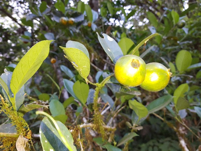 Posoqueria latifolia