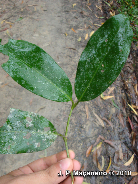 Posoqueria latifolia