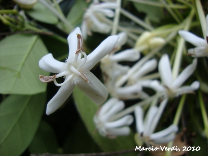 Posoqueria latifolia