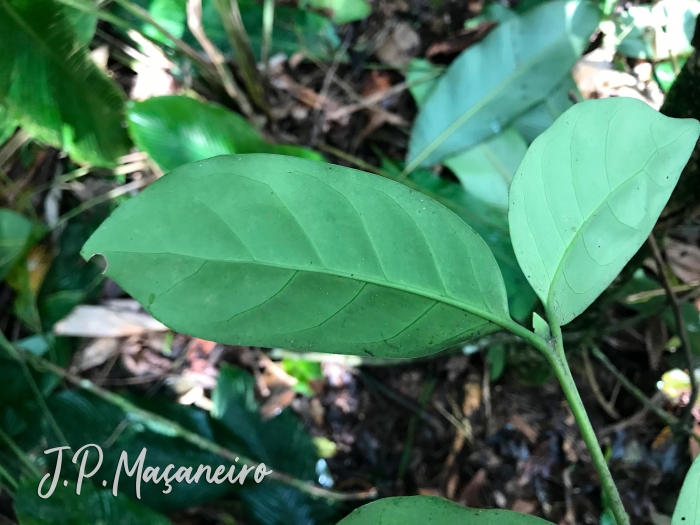 Posoqueria latifolia