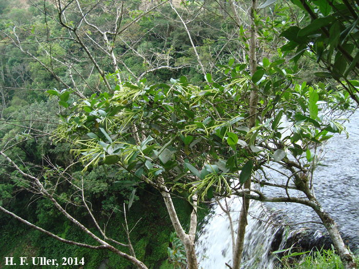 Posoqueria latifolia