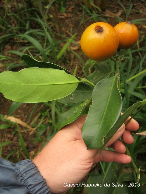 Posoqueria latifolia