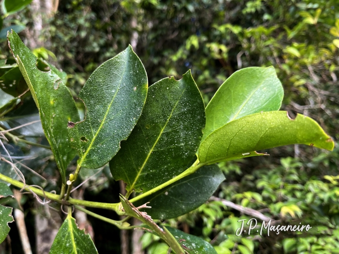 Posoqueria latifolia