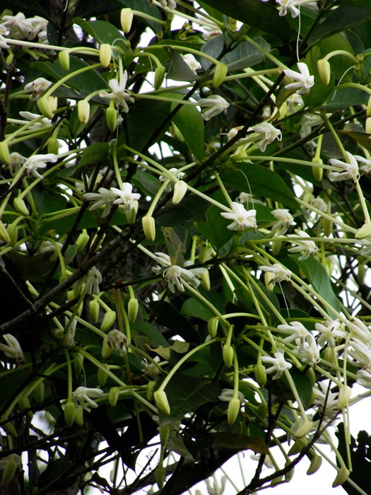 Posoqueria latifolia