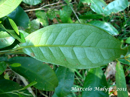 Posoqueria latifolia