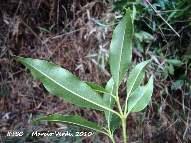 Psychotria vellosiana