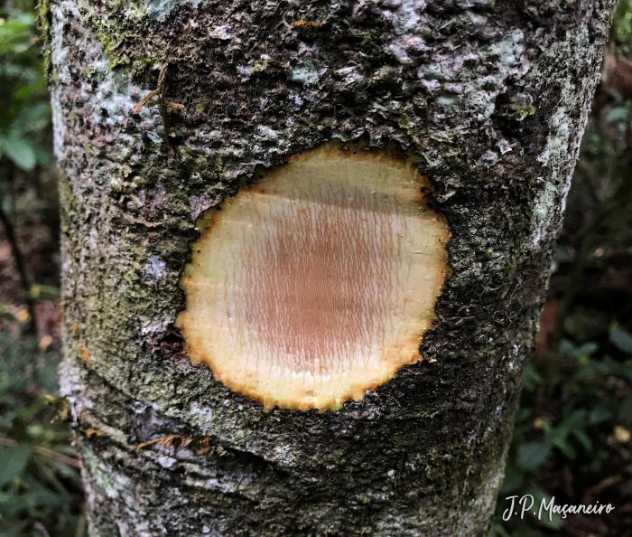 Palicourea sessilis