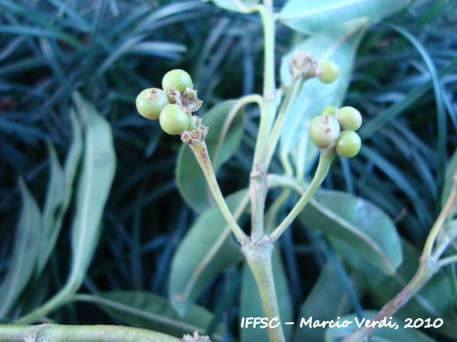 Psychotria vellosiana