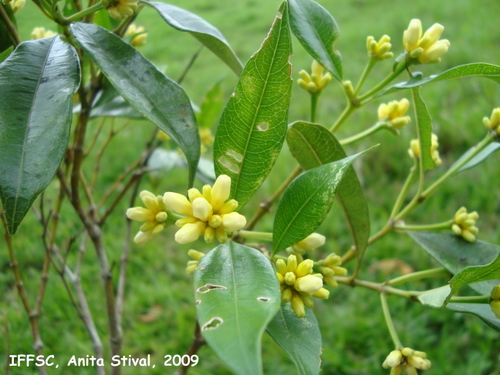 Psychotria vellosiana