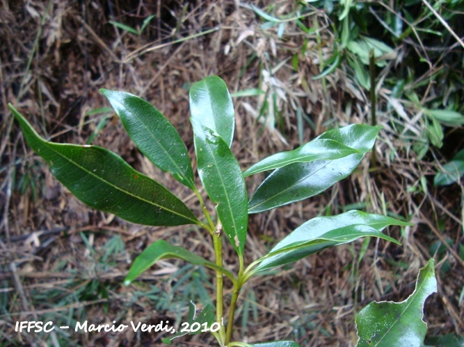 Psychotria vellosiana