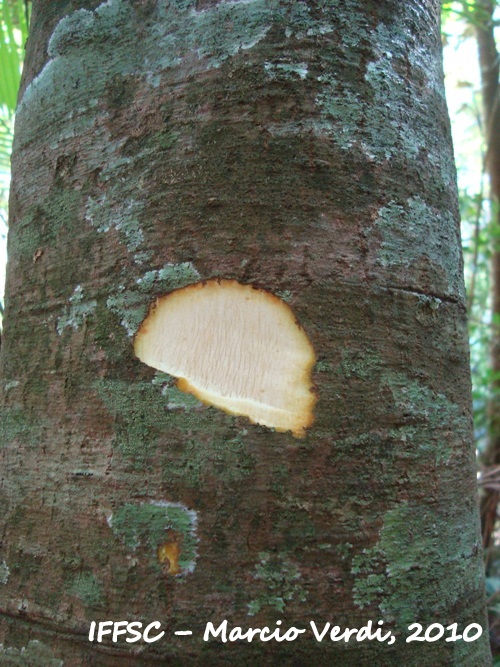 Psychotria vellosiana