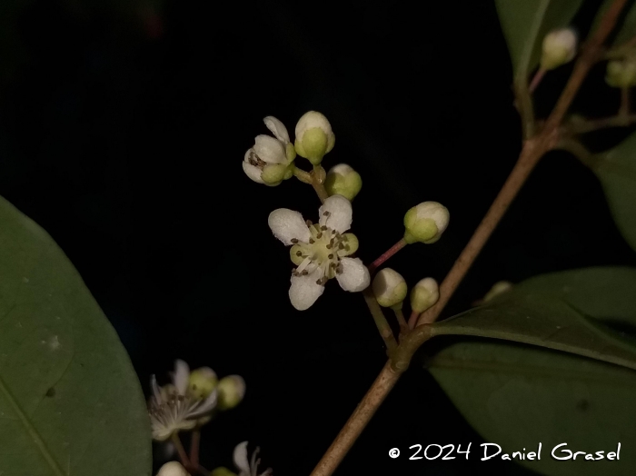 Eugenia paracatuana