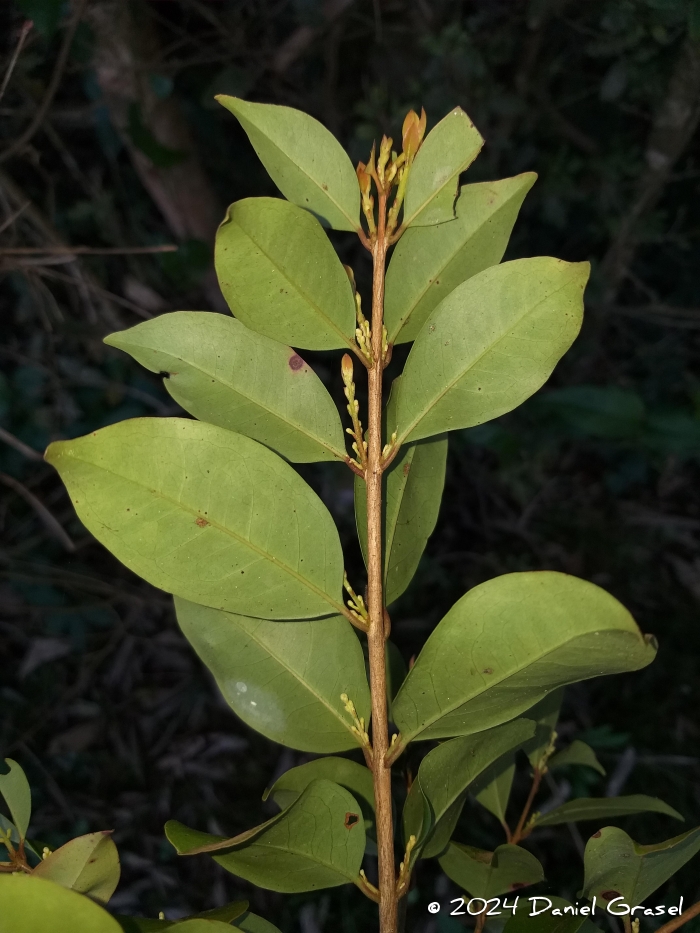 Eugenia paracatuana