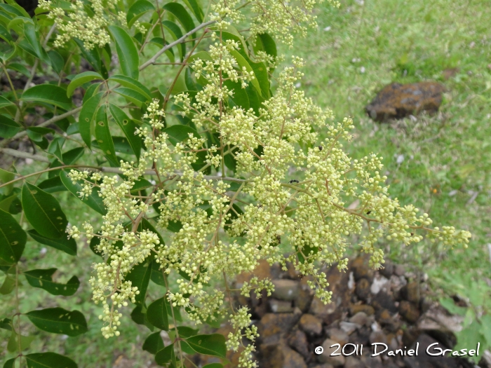 Zanthoxylum astrigerum