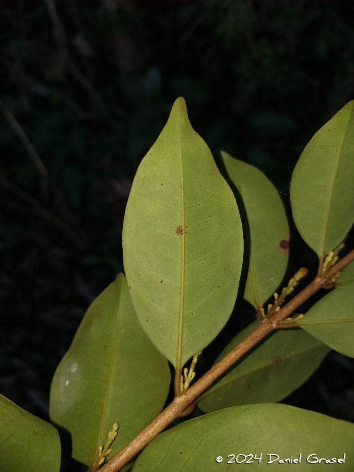 Eugenia paracatuana