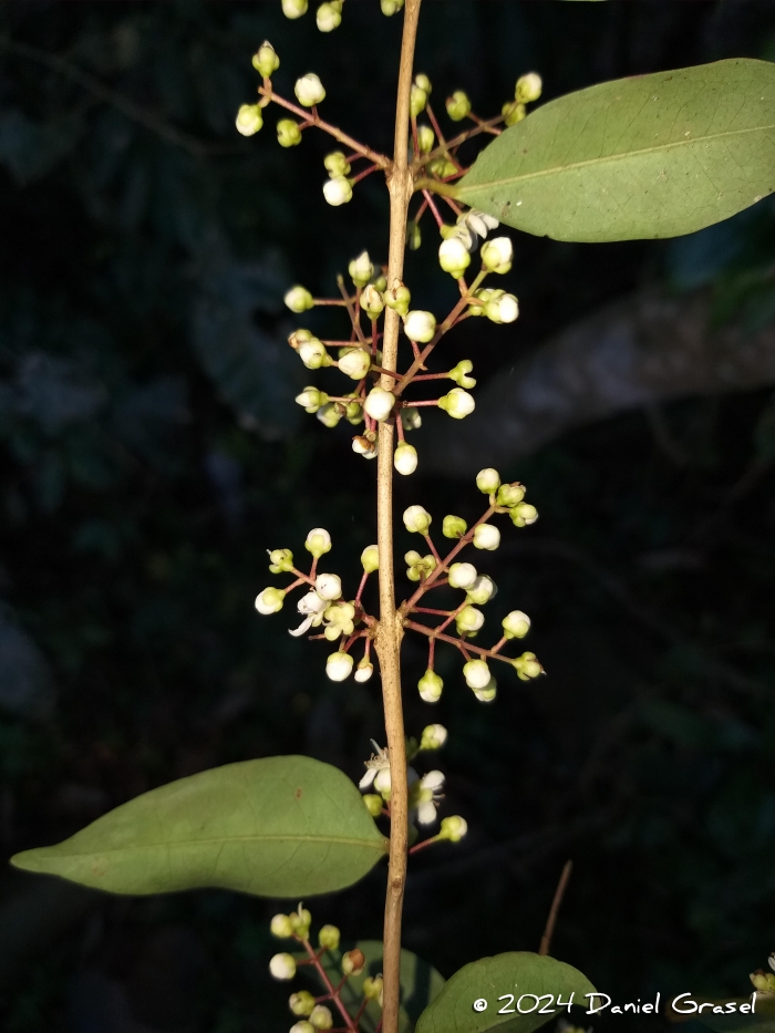 Eugenia paracatuana