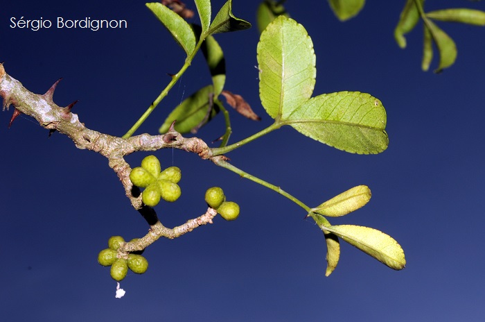 Zanthoxylum caribaeum