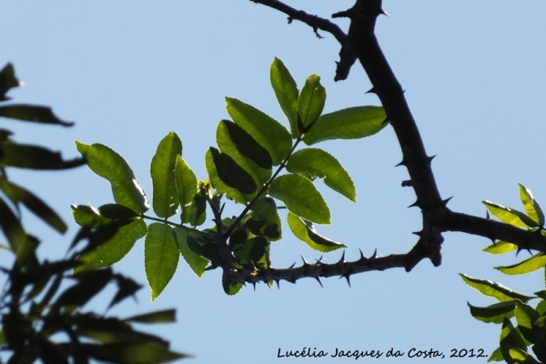 Zanthoxylum caribaeum