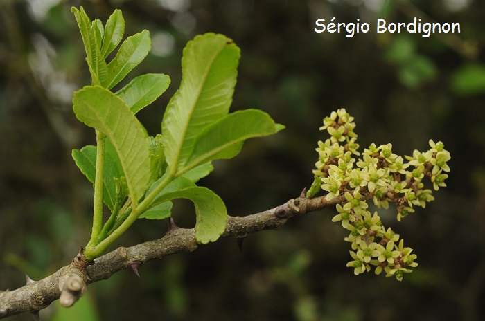 Zanthoxylum caribaeum