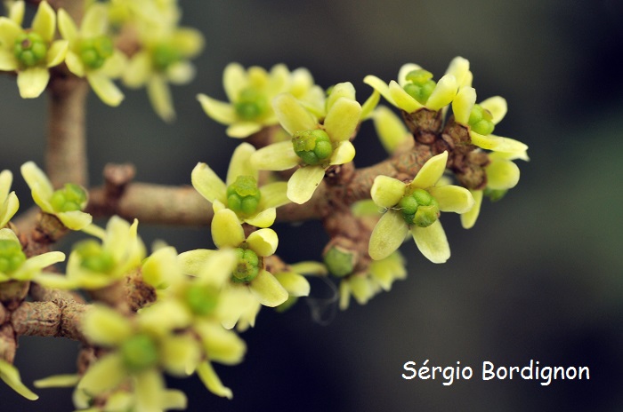 Zanthoxylum caribaeum