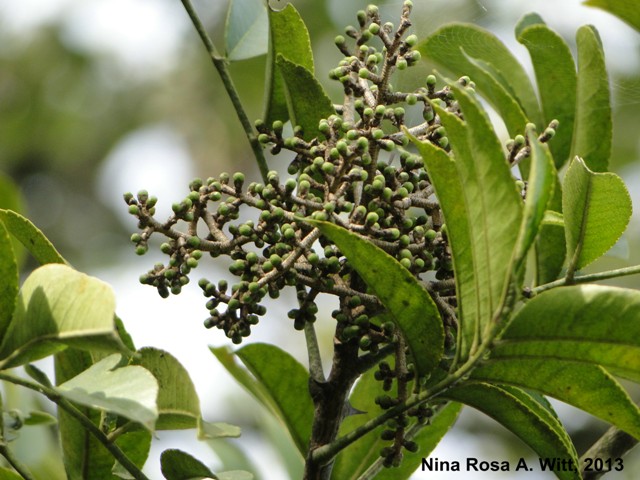 Zanthoxylum caribaeum