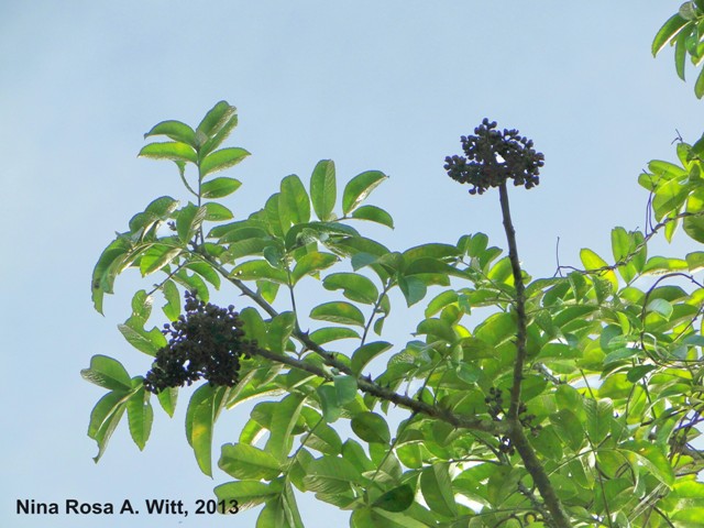 Zanthoxylum caribaeum