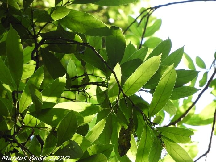 Meliosma sinuata