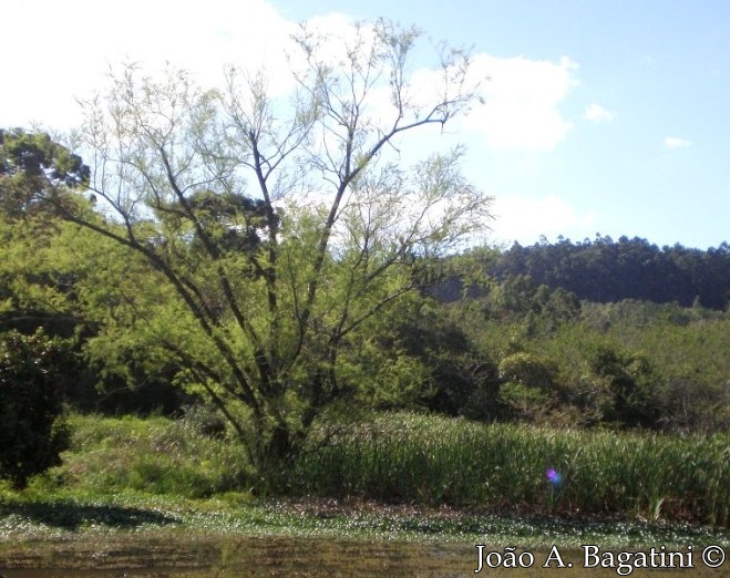 Salix humboldtiana