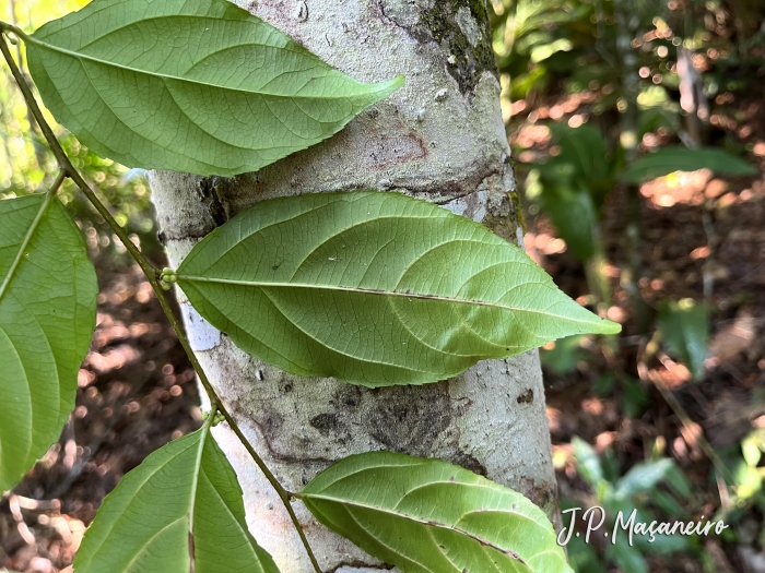 Xylosma prockia