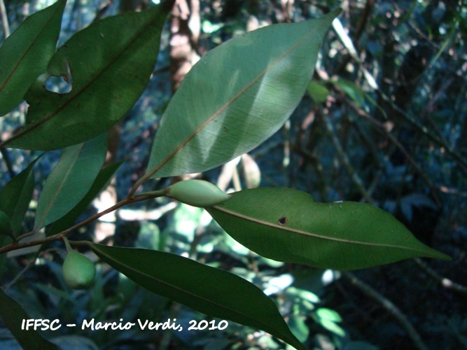 Chrysophyllum inornatum