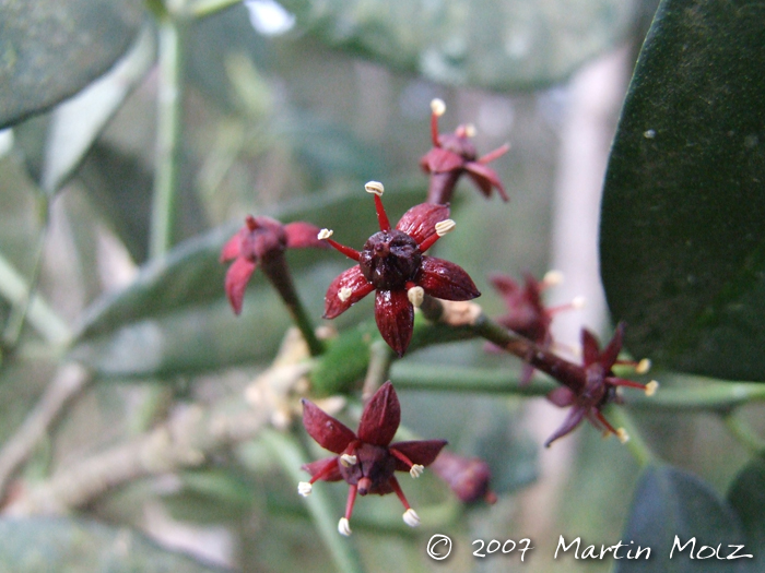 Pilocarpus pennatifolius