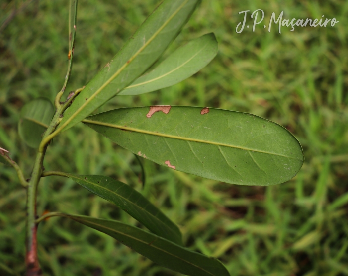 Pouteria beaurepairei