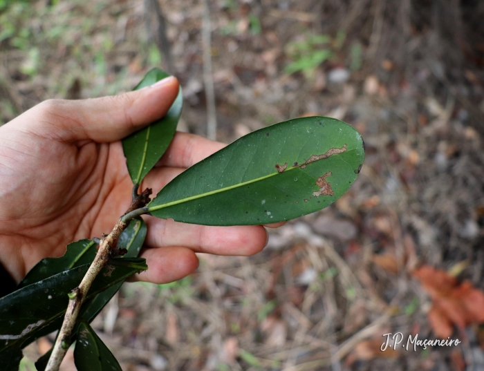 Pouteria beaurepairei