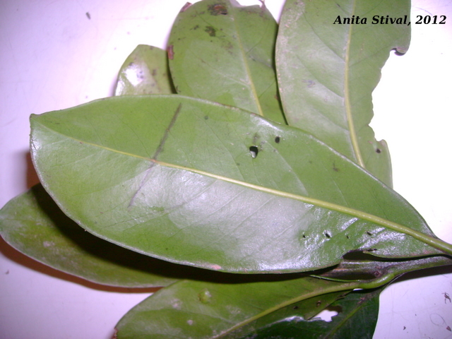 Pouteria beaurepairei