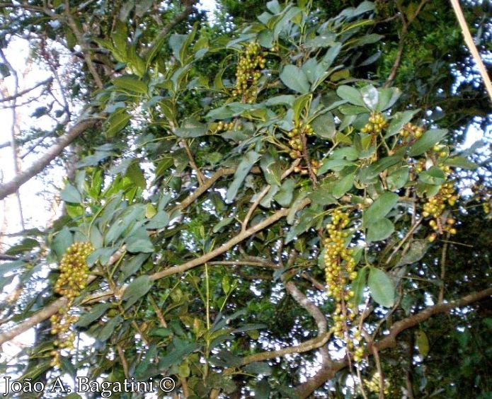 Pilocarpus pennatifolius