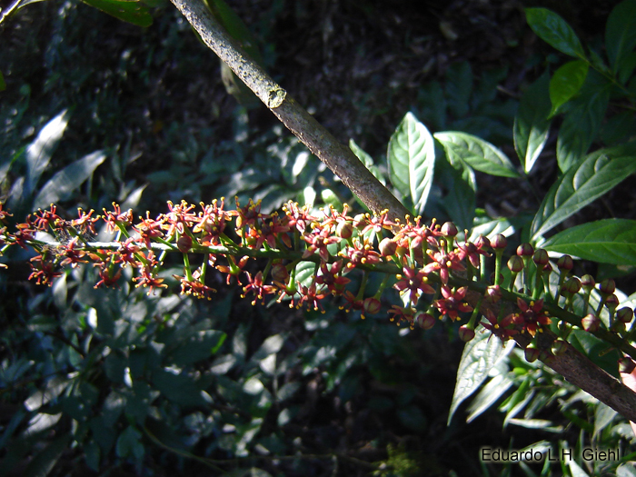 Pilocarpus pennatifolius