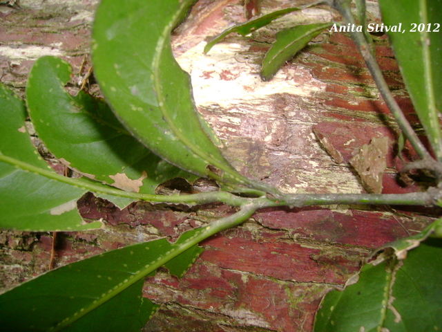 Pouteria beaurepairei