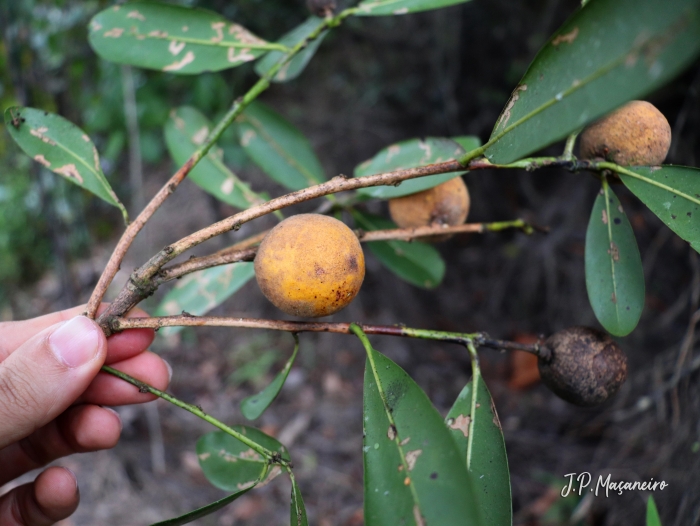 Pouteria beaurepairei