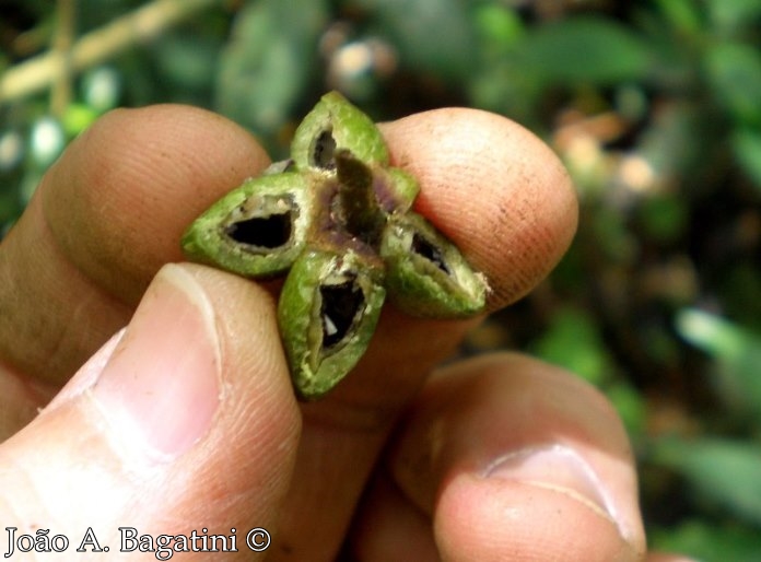 Pilocarpus pennatifolius