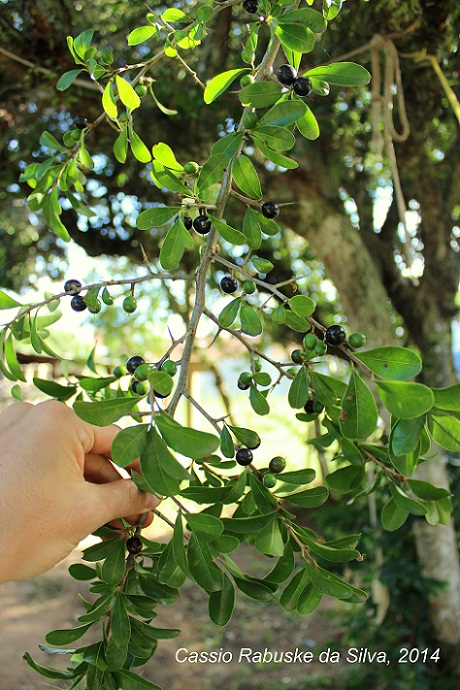 Sideroxylon obtusifolium