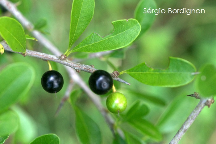 Sideroxylon obtusifolium