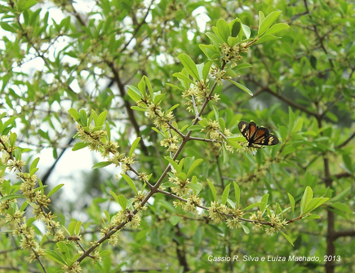 Sideroxylon obtusifolium