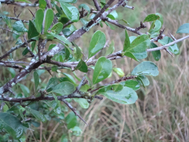 Sideroxylon obtusifolium